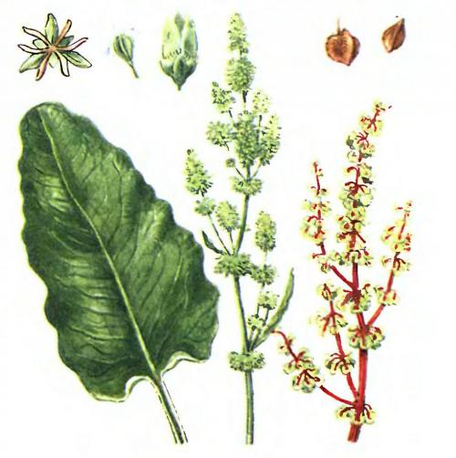 Съедобен ли конский щавель. Свойства культуры