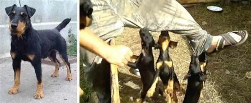 Дачная собачка. Маленькие собаки для охраны придомовой территории: 7 проверенных пород