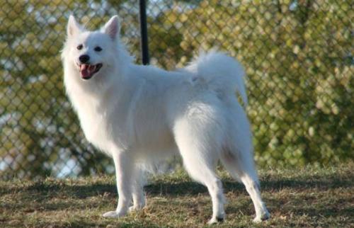 Дачная собачка. Маленькие собаки для охраны придомовой территории: 7 проверенных пород