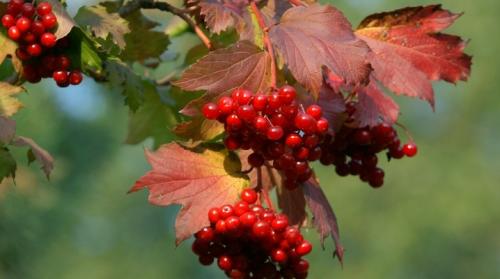 Размножение калины делением куста. Как размножить калину?