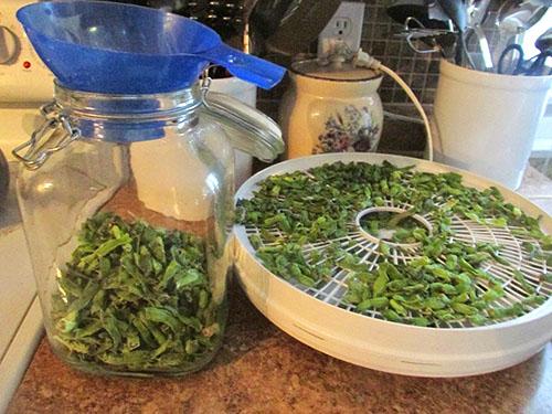 Что делать если фасоль не созрела. Как сушить фасоль для лечебных целей?