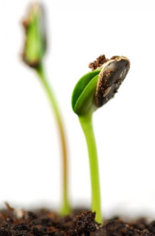 Как размножается калина в природе. Калина: размножение по разным методикам