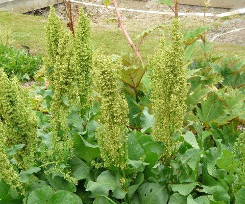 Съедобен ли конский щавель. Свойства культуры