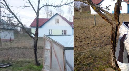 Лечение ствола яблони. Лечение поврежденного ствола яблони: эксперимент