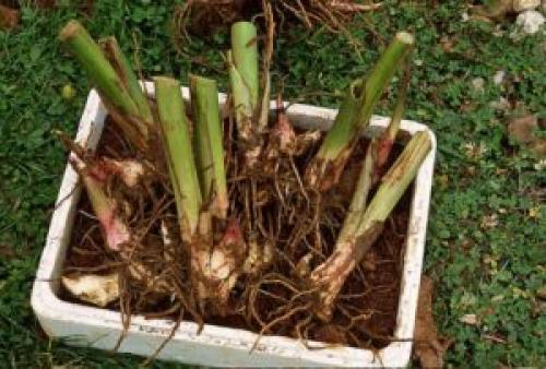Как хранить георгины и гладиолусы зимой. Как сохранить клубни георгин и луковицы гладиолусов зимой дома?