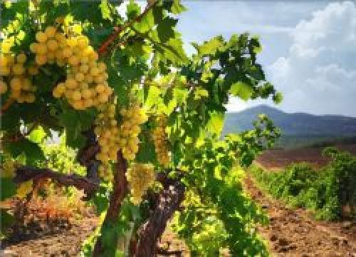 Подзимний полив винограда. Предзимний полив винограда