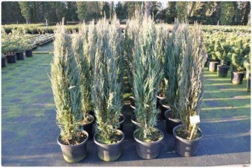 Можжевельник скальный блю арроу надо ли как то укрывать. Посадка и уход за можжевельником скальным «Blue Arrow» (Блю Эрроу) — особенности и советы