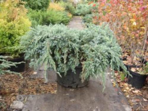 Как укрывать можжевельник на зиму. Особенности ухода за можжевельником осенью и при подготовке к зиме — общие советы и рекомендации
