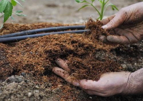 Чем перегной отличается от компоста. Есть ли разница, между понятиями: компост, перегной, гумус 05