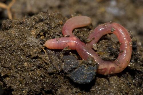 Когда лучше завозить землю на участок весной или осенью. Виды земельных участков 08