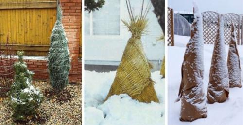 Укрывать ли на зиму можжевельник. Особенности ухода за можжевельником осенью и при подготовке к зиме — общие советы и рекомендации 07