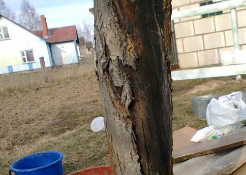 Лечение ствола яблони. Лечение поврежденного ствола яблони: эксперимент