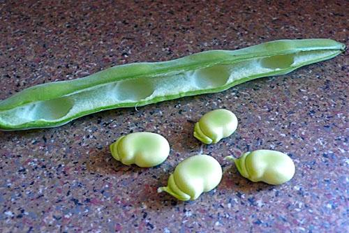 Что делать если фасоль не созрела. Как сушить фасоль для лечебных целей?