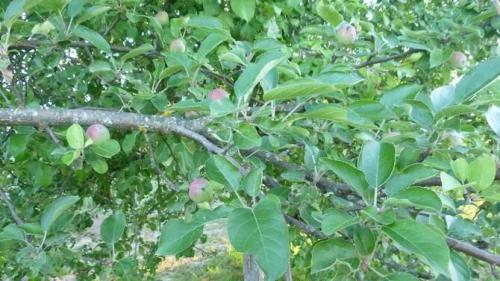 Лечение ствола яблони. Лечение поврежденного ствола яблони: эксперимент