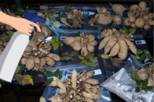 Как хранить георгины и гладиолусы зимой. Как сохранить клубни георгин и луковицы гладиолусов зимой дома?