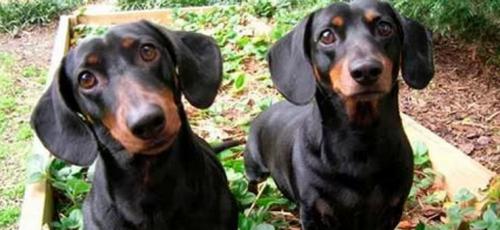 Дачная собачка. Маленькие собаки для охраны придомовой территории: 7 проверенных пород