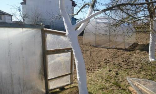 Лечение ствола яблони. Лечение поврежденного ствола яблони: эксперимент