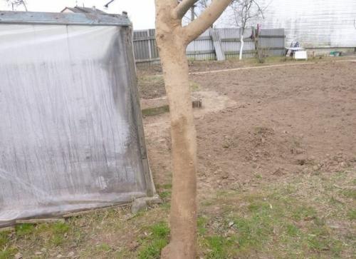 Лечение ствола яблони. Лечение поврежденного ствола яблони: эксперимент