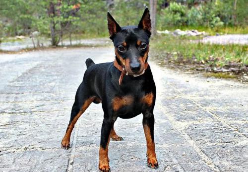 Дачная собачка. Маленькие собаки для охраны придомовой территории: 7 проверенных пород