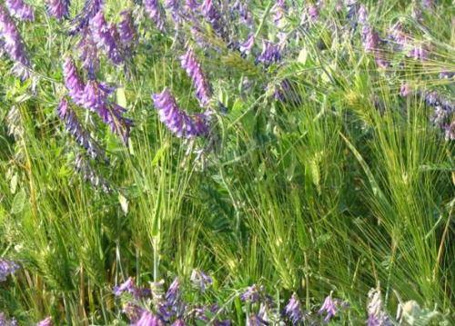 Когда лучше завозить землю на участок весной или осенью. Виды земельных участков 02