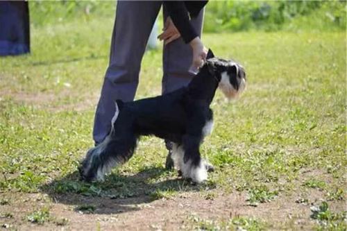 Дачная собачка. Маленькие собаки для охраны придомовой территории: 7 проверенных пород