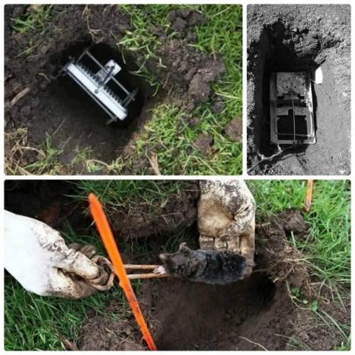 Как бороться с земляными собачками на огороде. Способы уничтожения крыс