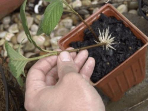 Как черенками размножить калину. Размножение черенками 12