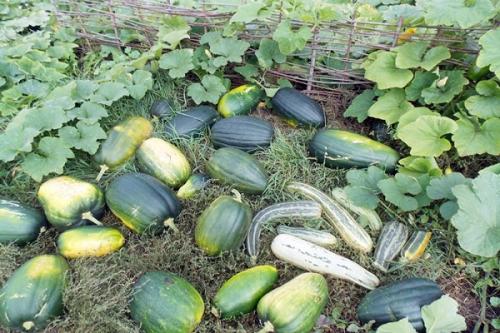 Как определить когда созрела тыква. Как определить спелость тыквы и ее сроки созревания для уборки с грядки