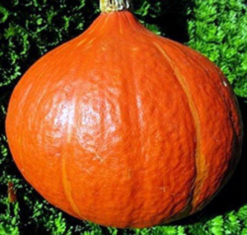 Как определить когда созрела тыква. Как определить спелость тыквы и ее сроки созревания для уборки с грядки 06