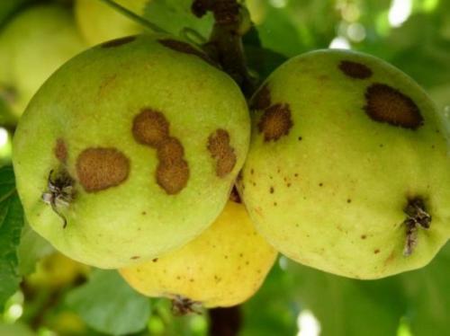 Чем обработать яблони и груши от парши. Парша: как определить болезнь на яблоне и груше