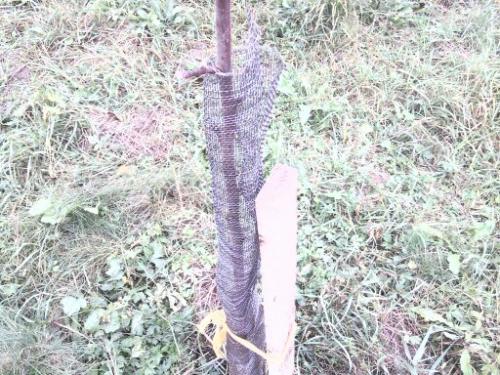 Краска для деревьев от зайцев. Защита от зайцев, грызунов и солнца в закладки 9