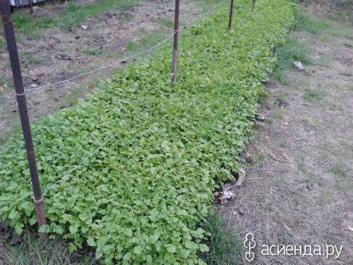 Сидераты осенью перекапывать или нет. Так надо ли заделывать сидераты в грядку под зиму?