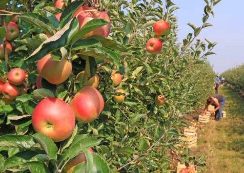 Сохранение яблок в домашних условиях. Способы хранения яблок в квартире 04