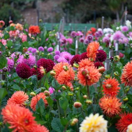 Хранение георгинов в холодильнике. Георгины: уборка и хранение клубней 01