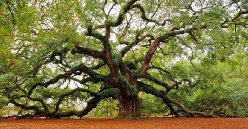 Когда лучше садить рябину осенью или весной. Как правильно посадить рябину осенью? 04