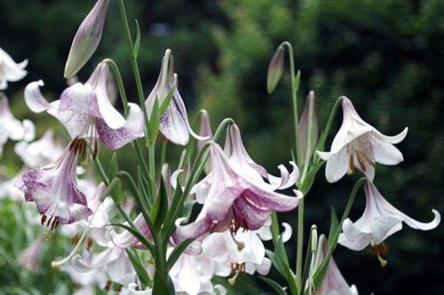 Когда пересаживать лилии. Пересадка лилий: когда лучше это делать