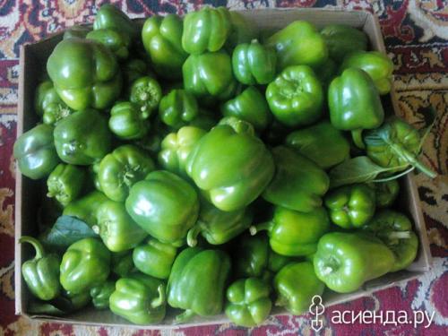 Что делать с зелеными перцами. Перец недозрел