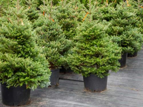 Как пересадить ель дома. Уход за елкой в горшке