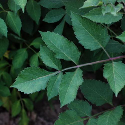 Хранение георгинов в холодильнике. Георгины: уборка и хранение клубней 05