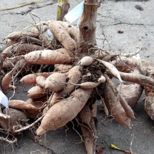 Хранение георгинов в холодильнике. Георгины: уборка и хранение клубней 03