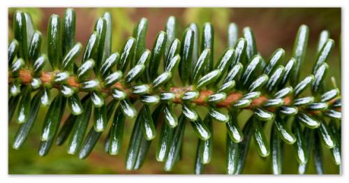 Ель в лесу. Ель — зимой и летом…