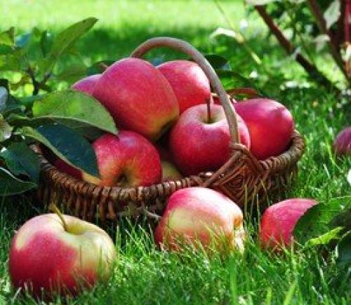 Хранение яблок В опилках. Как сохранить яблоки до весны + секретный способ хранения яблок, если нет погреба или подвала