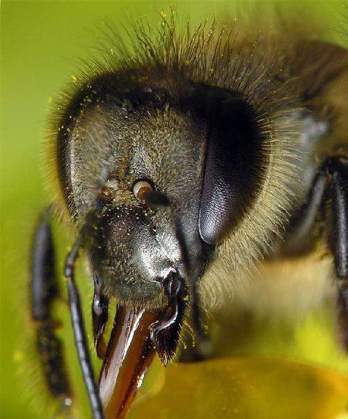 Куда пчелы улетают на зиму. Как зимуют пчелы