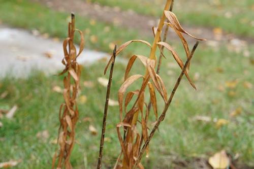 Как обрезать лилии на зиму. Обрезка лилий осенью