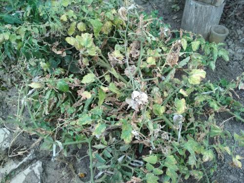 Как использовать помидорную ботву после уборки урожая. Помидорная ботва после уборки урожая: 5 способов эффективной утилизации с пользой для дачи