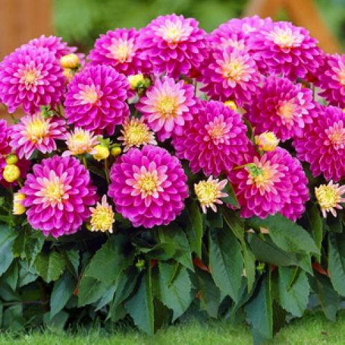 Хранение георгинов в холодильнике. Георгины: уборка и хранение клубней 02