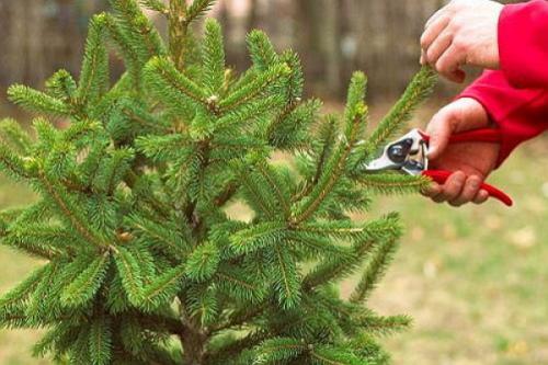 Как из леса пересадить елку. Уход