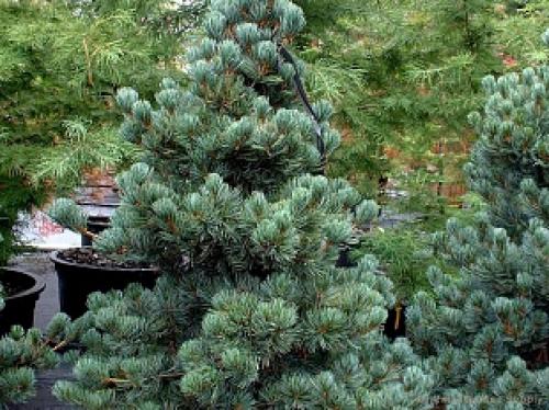 Сосна кедровая европейская pinus cembra Glauca. Сосна кедровая Глаука Компакта (Pinus cembra Glauca Compacta) 04 Сосна кедровая европейская pinus cembra Glauca. Сосна кедровая Глаука Компакта (Pinus cembra Glauca Compacta) 04