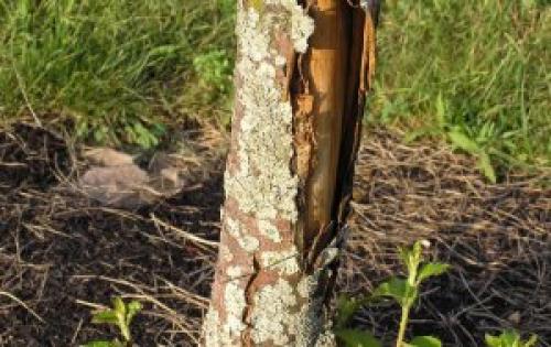 Искусственная кора для яблонь. Повреждена кора яблони —, что делать?