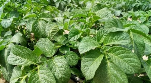 Большая ботва у картофеля хорошо или плохо. Ботва у картошки высокая - плохо. Как быть и что делать для исправления ситуации?